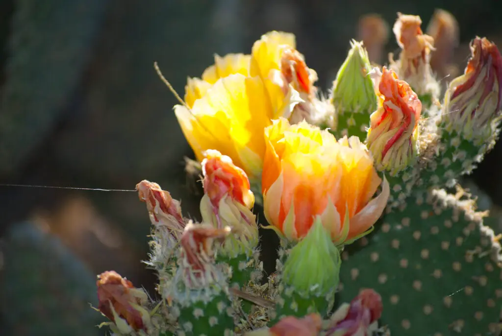 pic of cactus